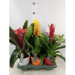 Bromelia   ...mix
