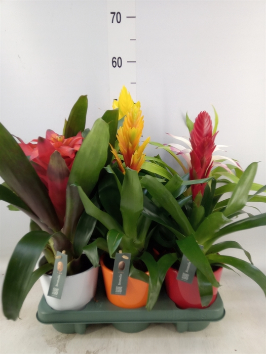 <h4>Bromelia   ...mix</h4>