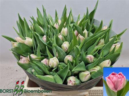 <h4>Tu Du Mariage</h4>