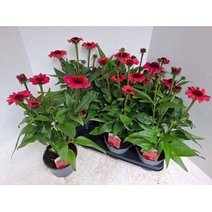 ECHINA SOM SALSA RED