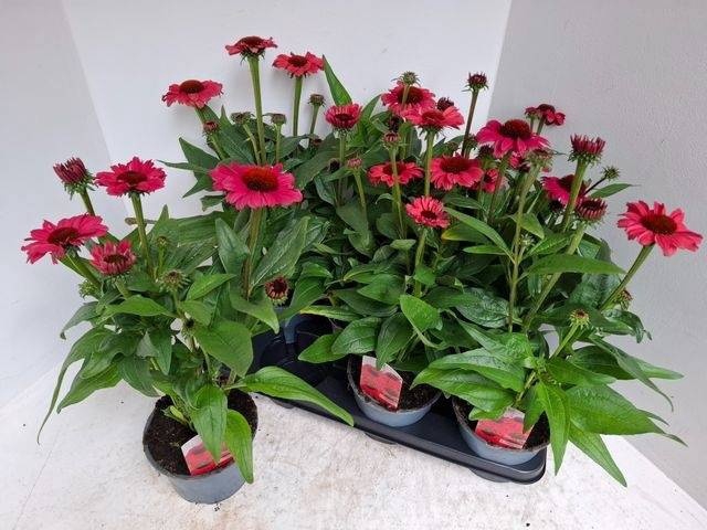 <h4>ECHINA SOMBRERO ROSE</h4>