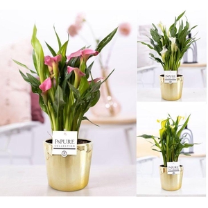 Zantedeschia mix in P&PURE Laryssa ceramics shiny gold
