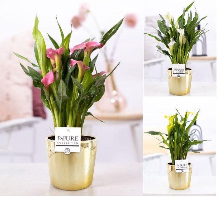 <h4>Zantedeschia mix in P&PURE Laryssa ceramics shiny gold</h4>