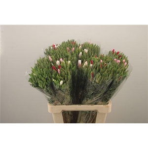 Clarkia Am Gr Mixed In The Bunch