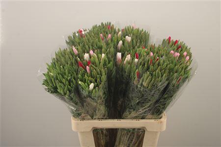 <h4>Clarkia Am Gr Mixed In The Bunch</h4>