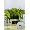 Setaria Italica Volle Melk
