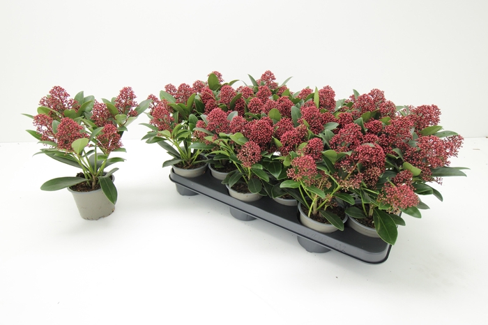 <h4>SKIM J RUBELLA</h4>