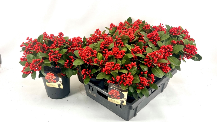 <h4>SKIM J OBSESSION</h4>