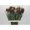 Fritillaria Persica