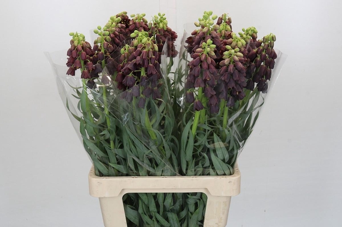 <h4>Fritillaria Persica</h4>