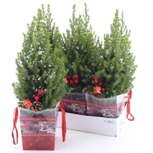 PICEA GL PERFECTA P15 BAG