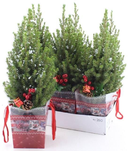 <h4>PICEA GL PERFECTA P15 BAG</h4>