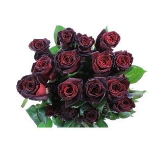 Rosa Ec Black Baccara