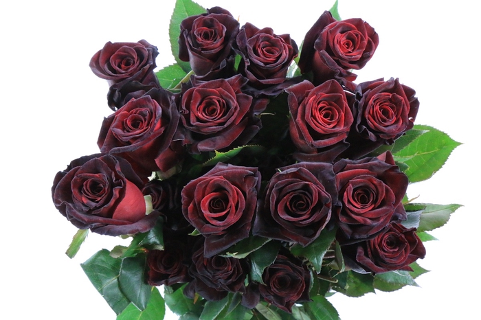 <h4>Rosa Ec Black Baccara</h4>