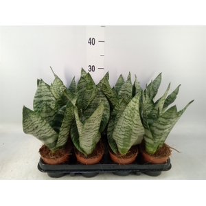 Sansevieria zeylanica