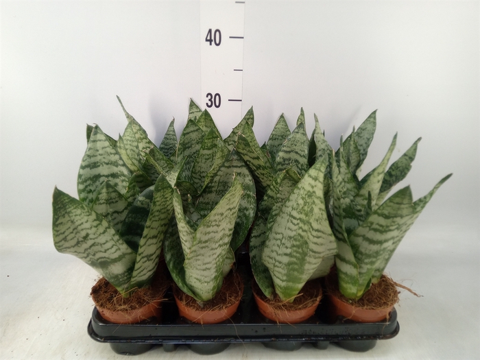 <h4>Sansevieria zeylanica</h4>