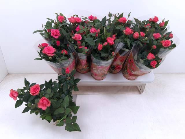 <h4>RO FAV RO PINK</h4>