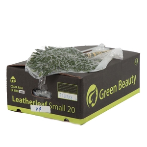 Lederv. Small Vacuum