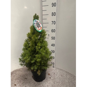 PICEA GL DECEMBER