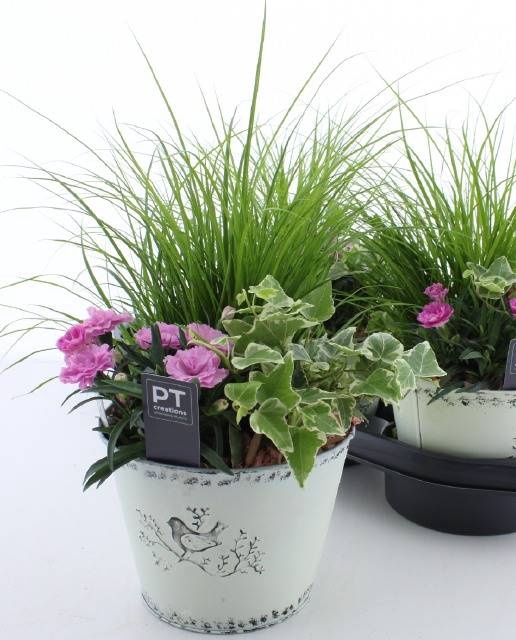 <h4>ARR TUINPLANTEN</h4>