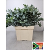 EUC CINEREA PB BUSH