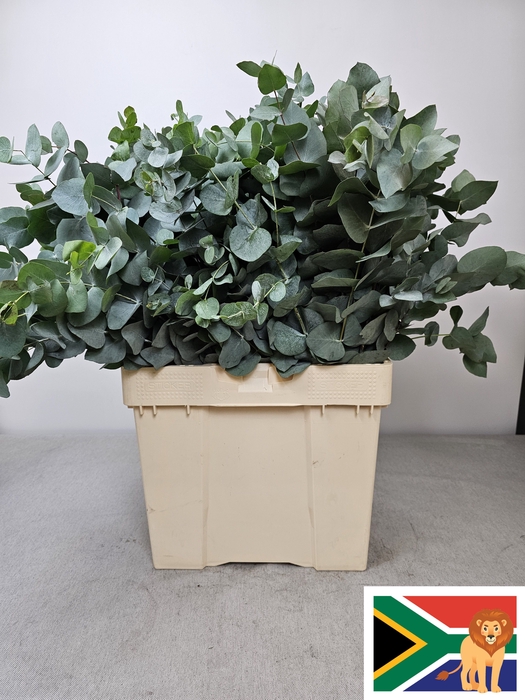 EUC CINEREA PB BUSH