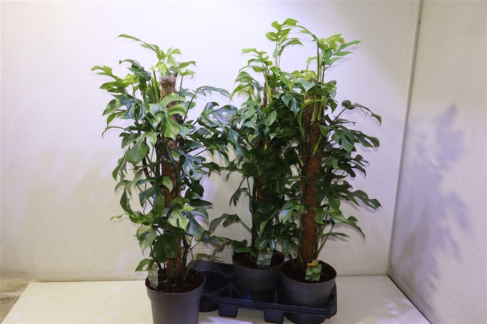 <h4>arr8 Phil Overig</h4>