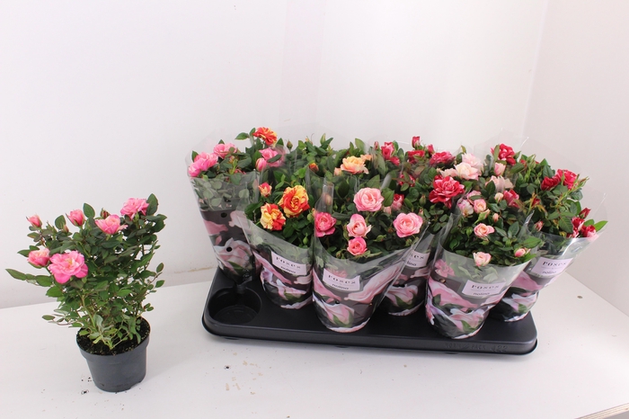 <h4>RO VICTORY GEM</h4>