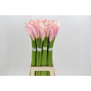 Zantedeschia Eydolls Pink
