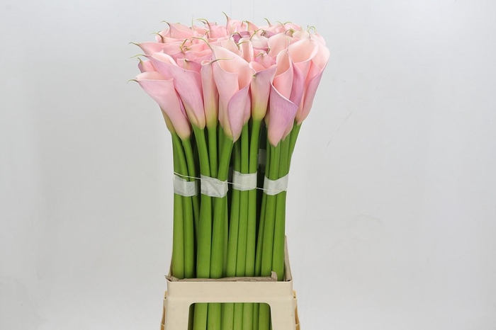 Zantedeschia Eydolls Pink
