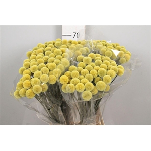 Cras Ov