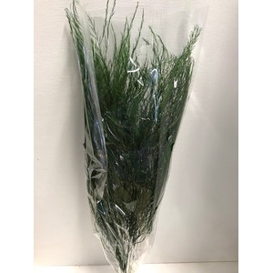 Asparagus groen