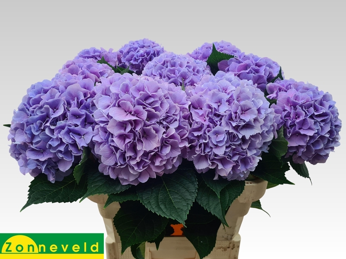 HYDR M ROYAL BENEFIT