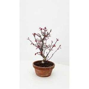 Acer palmatum 'Deshojo', in 16cm teracotta pot.