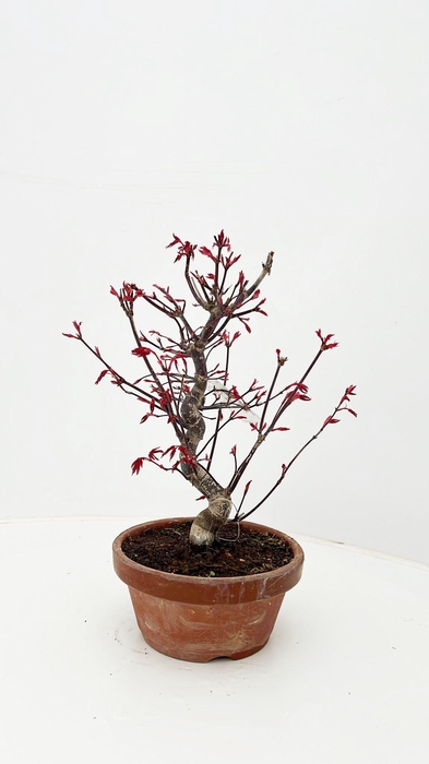 <h4>Acer palmatum 'Deshojo', in 16cm teracotta pot.</h4>