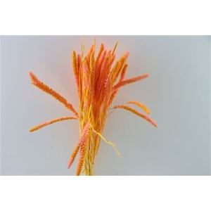 Dried Artz Setaria Gaugain Bunch