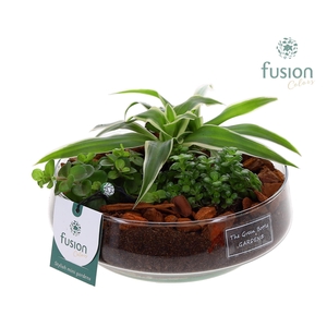 Green Bottle Iris Medium met arrangement