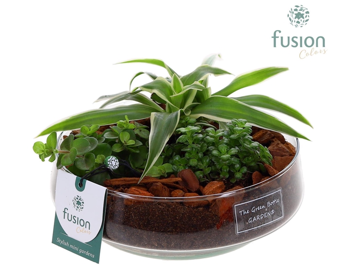 <h4>Green Bottle Iris Medium met arrangement</h4>