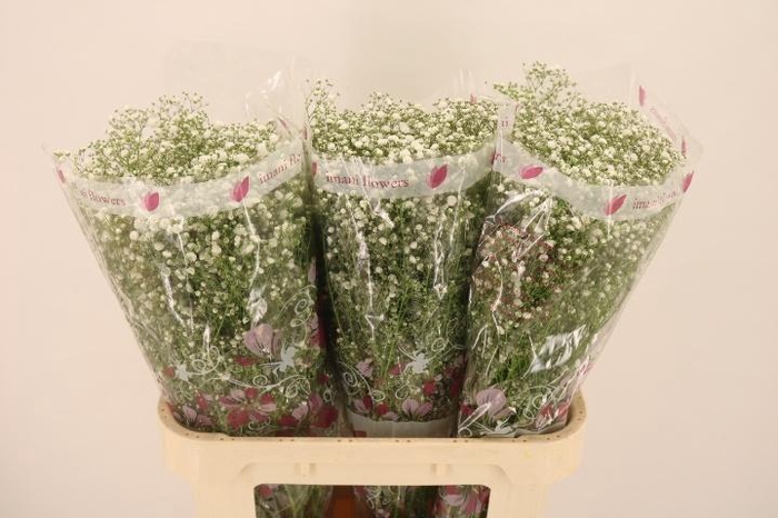 <h4>GYPS PA XLENCE</h4>