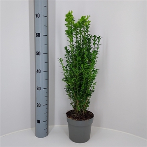 Buxus Sempervirens P17 (C2) struik