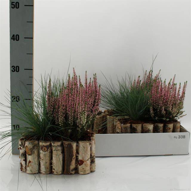 <h4>ARR TUINPLANTEN</h4>