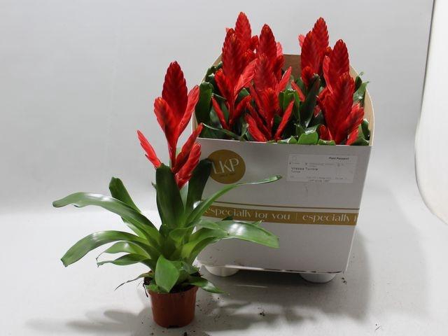 <h4>VRIESEA TWINKLE RED P10.5</h4>