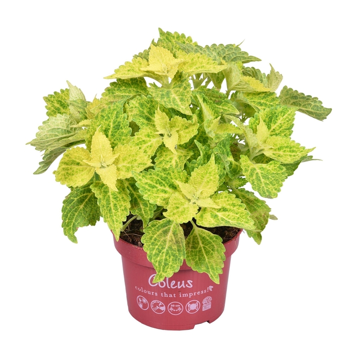 <h4>Coleus Main street Velvet</h4>