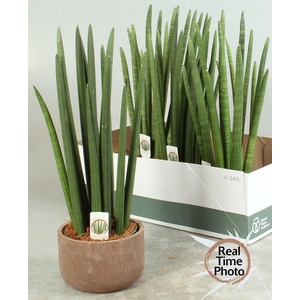 SANSEV CYLINDRICA OV