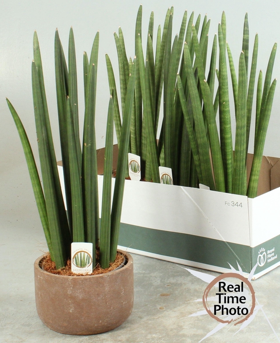 <h4>SANSEV CYLINDRICA OV</h4>