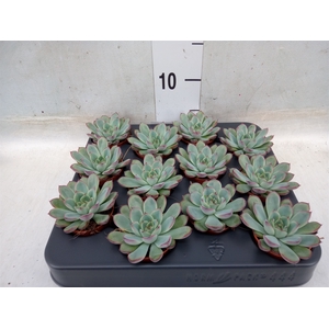 Echeveria pulidonis