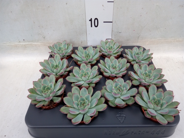 <h4>Echeveria pulidonis</h4>