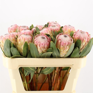 PROTEA  'SUSARA'