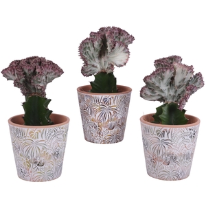 Euphorbia Lactea Ø12cm in Ø14cm Ceramic Pot Jungle
