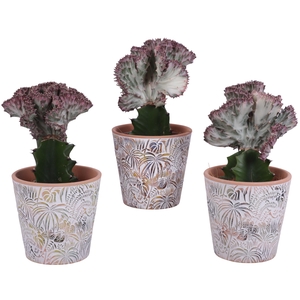 Euphorbia Lactea Ø12cm in Ø14cm Ceramic Pot Jungle